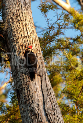 Male pileated woodpecker bird Dryocopus pileatus