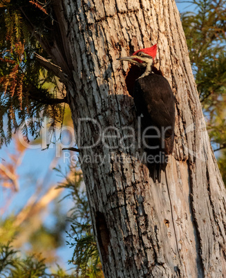 Male pileated woodpecker bird Dryocopus pileatus