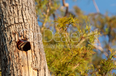 Male pileated woodpecker bird Dryocopus pileatus