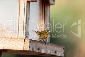 Pine warbler bird Dendroica palmarum at a bird feeder
