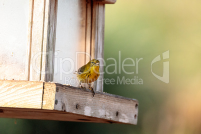 Pine warbler bird Dendroica palmarum at a bird feeder