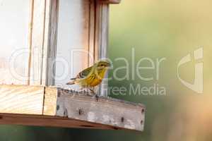 Pine warbler bird Dendroica palmarum at a bird feeder