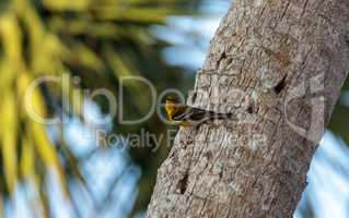 Pine warbler bird Dendroica palmarum at a bird feeder