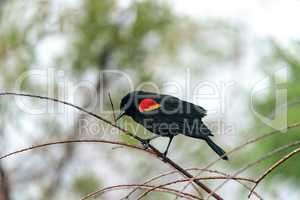 Red winged blackbird Agelaius phoeniceus perches on a tree