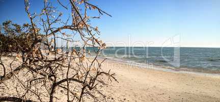 Seashells on driftwood over white sand beach