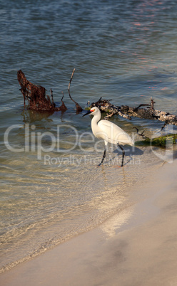 Snowy egret Egretta thula bird hunts for fish