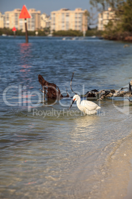 Snowy egret Egretta thula bird hunts for fish