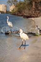 Snowy egret Egretta thula bird hunts for fish