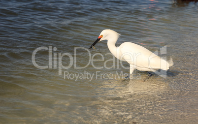 Snowy egret Egretta thula bird hunts for fish