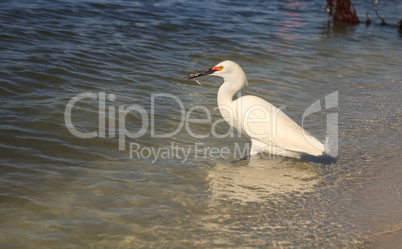 Snowy egret Egretta thula bird hunts for fish