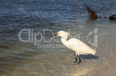 Snowy egret Egretta thula bird hunts for fish