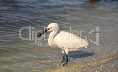 Snowy egret Egretta thula bird hunts for fish