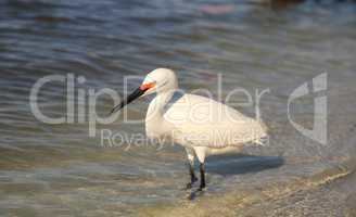 Snowy egret Egretta thula bird hunts for fish