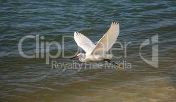 Snowy egret Egretta thula bird hunts for fish
