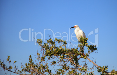 Snowy egret Egretta thula bird hunts for fish