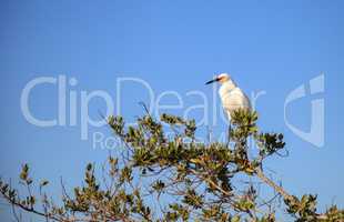 Snowy egret Egretta thula bird hunts for fish