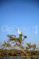 Snowy egret Egretta thula bird hunts for fish