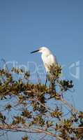 Snowy egret Egretta thula bird hunts for fish