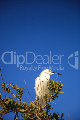 Snowy egret Egretta thula bird hunts for fish