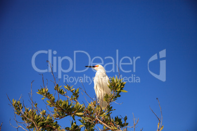 Snowy egret Egretta thula bird hunts for fish