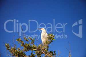 Snowy egret Egretta thula bird hunts for fish