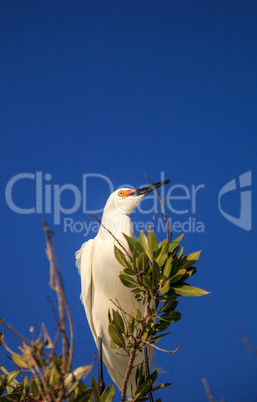 Snowy egret Egretta thula bird hunts for fish