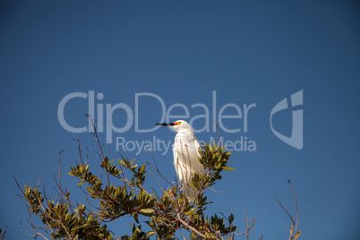 Snowy egret Egretta thula bird hunts for fish