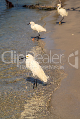 Snowy egret Egretta thula bird hunts for fish