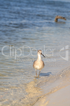 Willet shorebird Tringa semipalmata along the shore of Clam Pass