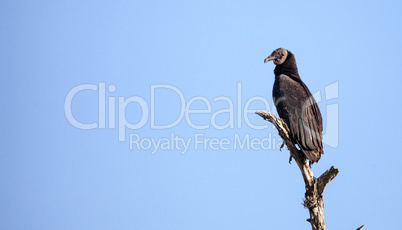 American Black vulture Coragyps atratus