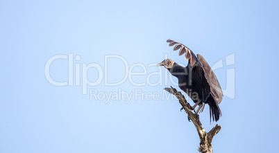 American Black vulture Coragyps atratus