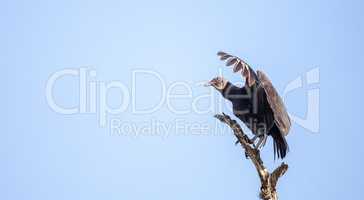 American Black vulture Coragyps atratus