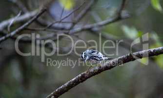 Black and white warbler Mniotilta varia