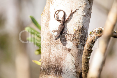 Black Brown anole lizard Anolis sagrei