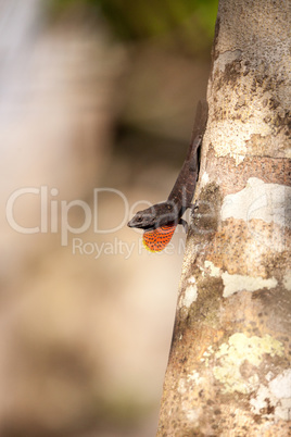 Black Brown anole lizard Anolis sagrei