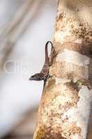 Black Brown anole lizard Anolis sagrei