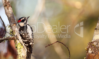 Downy woodpecker Picoides pubescens perches on a tree