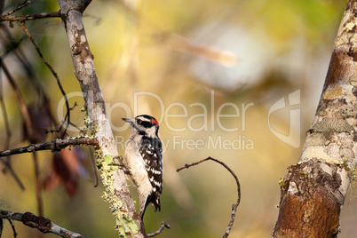 Downy woodpecker Picoides pubescens perches on a tree