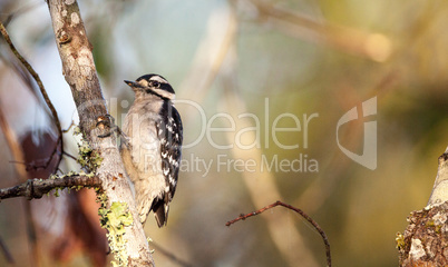 Downy woodpecker Picoides pubescens perches on a tree