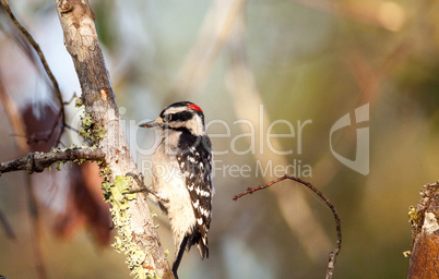 Downy woodpecker Picoides pubescens perches on a tree