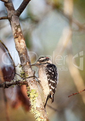 Downy woodpecker Picoides pubescens perches on a tree