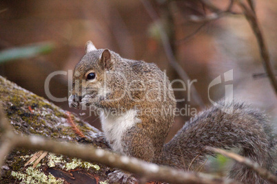 Fat eastern gray squirrel Sciurus carolinensis