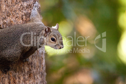 Fat eastern gray squirrel Sciurus carolinensis