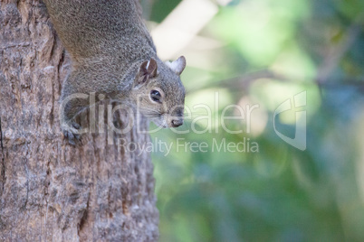 Fat eastern gray squirrel Sciurus carolinensis