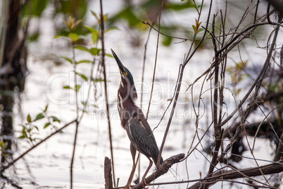 Green heron Butorides virescens