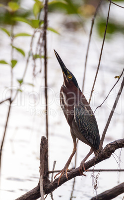 Green heron Butorides virescens