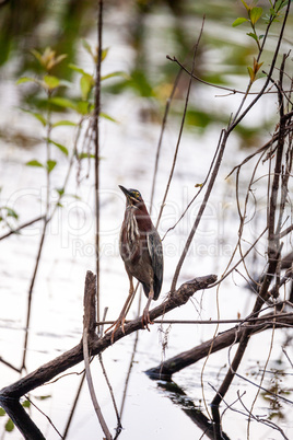 Green heron Butorides virescens