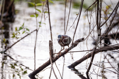 Green heron Butorides virescens