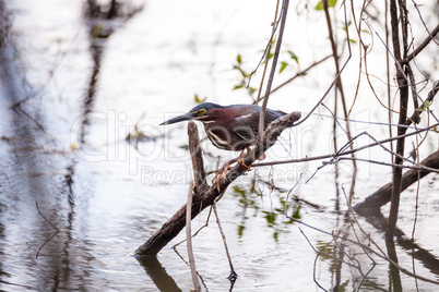 Green heron Butorides virescens