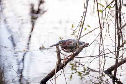 Green heron Butorides virescens